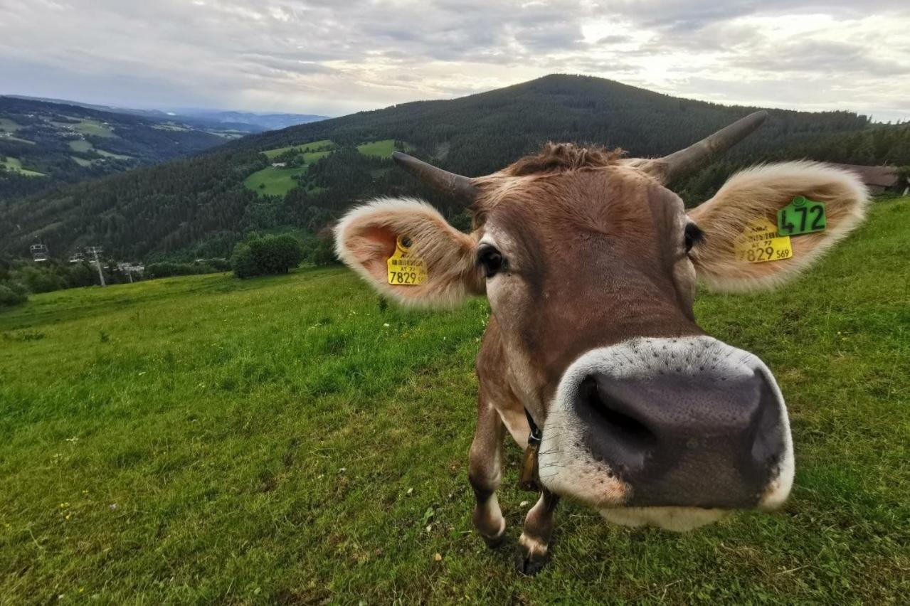 Alpengasthof Fernblick Mönichkirchen Exteriér fotografie